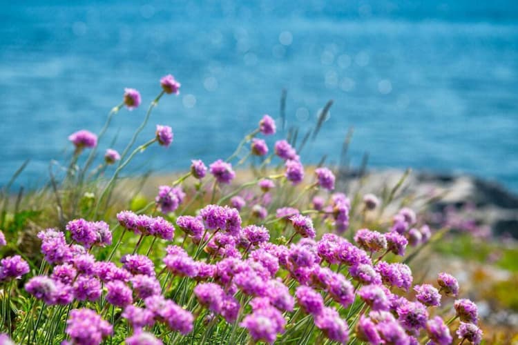 Kärradal blommor, camping i Varberg