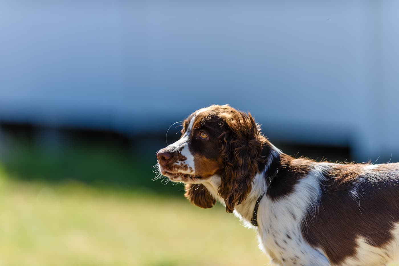 Hundsemester på First Camp Solvik - Kungshamn